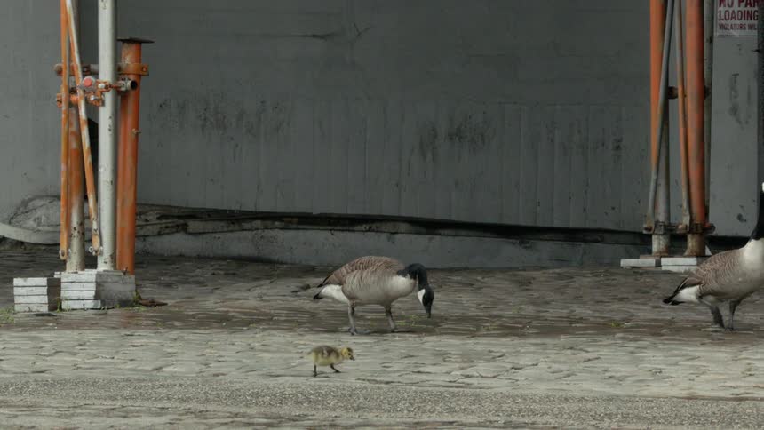 Goose and it's gosling pecking the dirt ground in a city