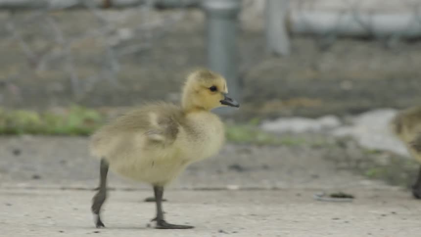 Geese walk near a chain link fence