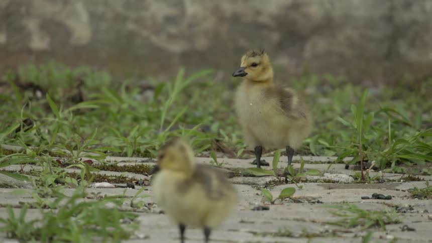 Baby birds standing among concrete and grass