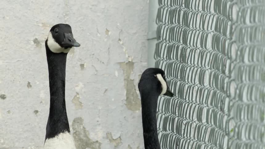 Geese stand next to a chain link fence
