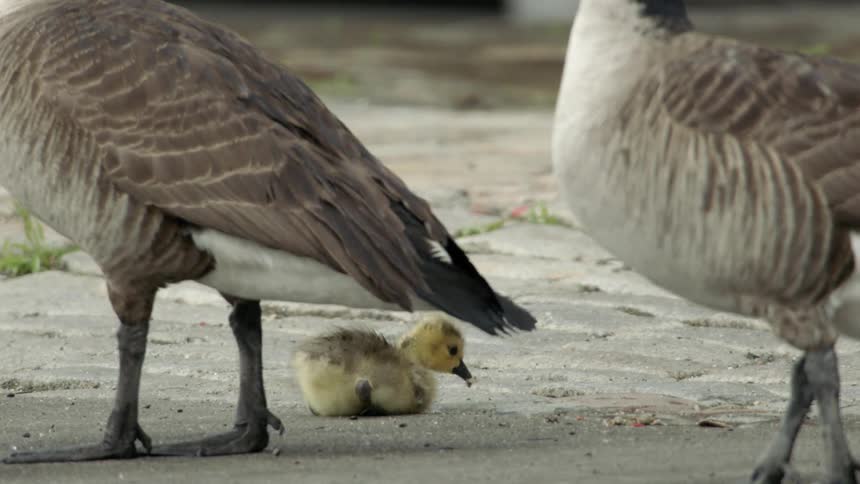 A gosling gets up and follows behind a goose