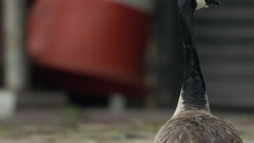 A person walks past the geese on the farm