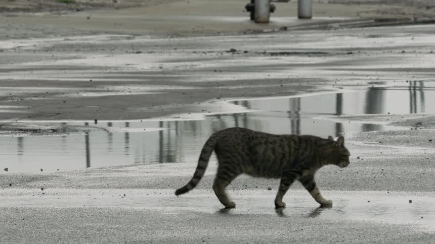 A cat walks outside in the rain