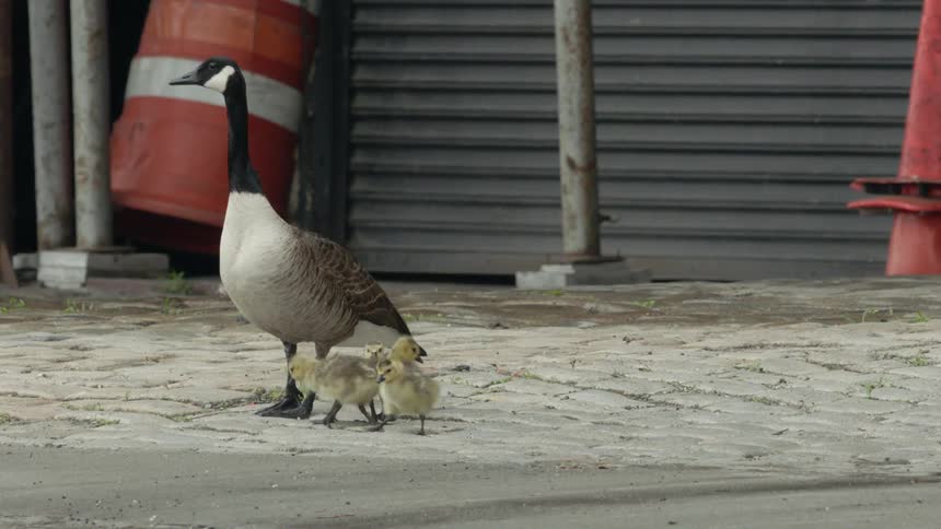 The baby geese are gathered around the adult