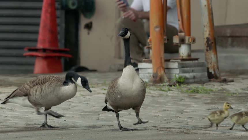 Geese walk near a building