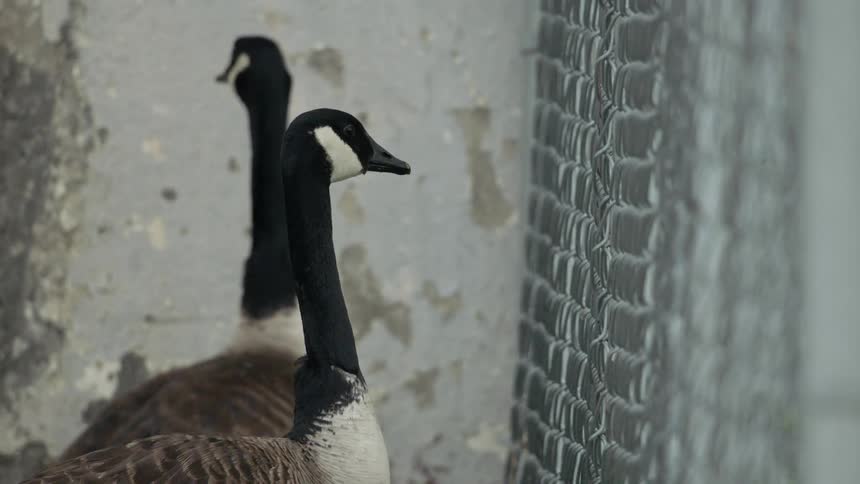 Geese stand near a fence