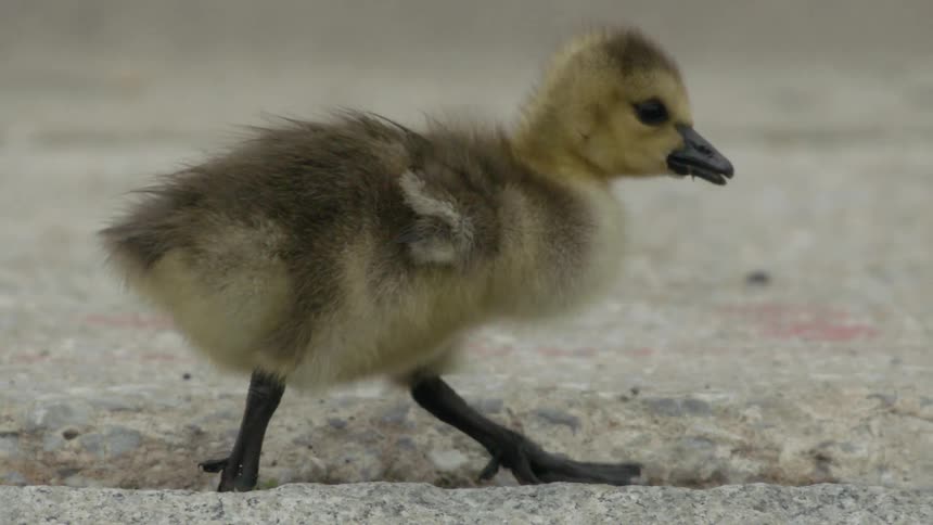 Small gosling pecks something off the ground and walks away
