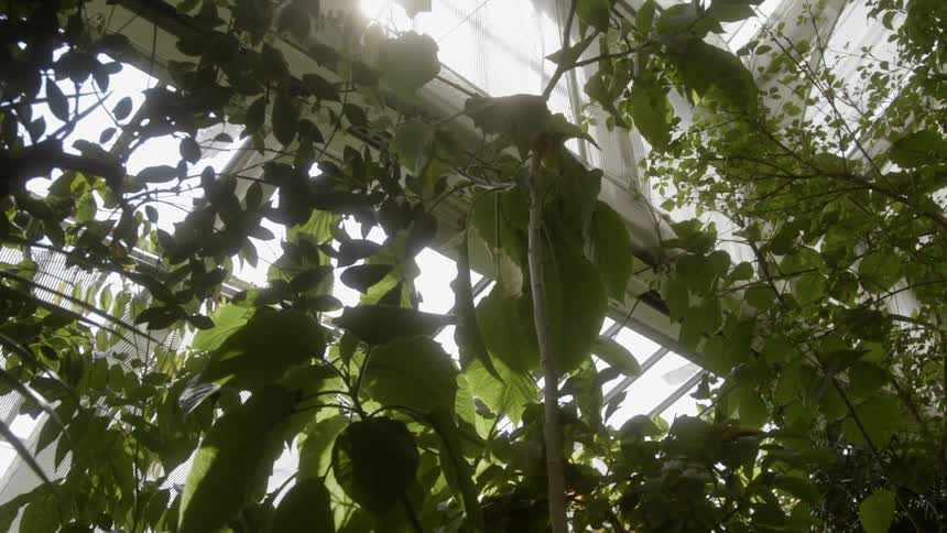 Plants and trees in an atrium