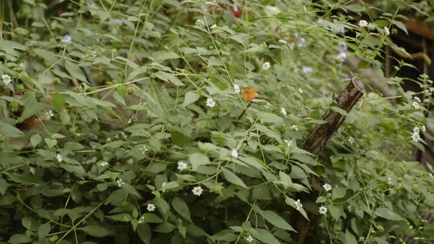 An orange butterfly flies around the greenery before it lands