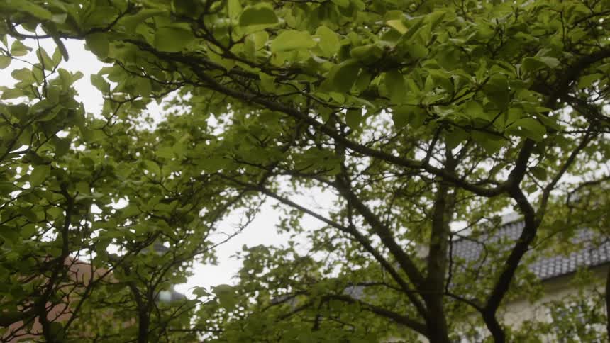 Many branches and leaves of trees on a cloudy day