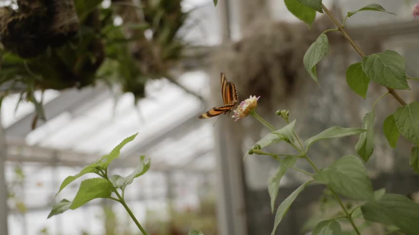 A butterfly sits on a flower in a greenhouse