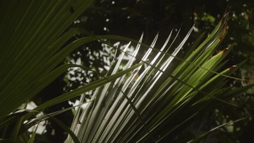 Sunlight shines on plant leaves