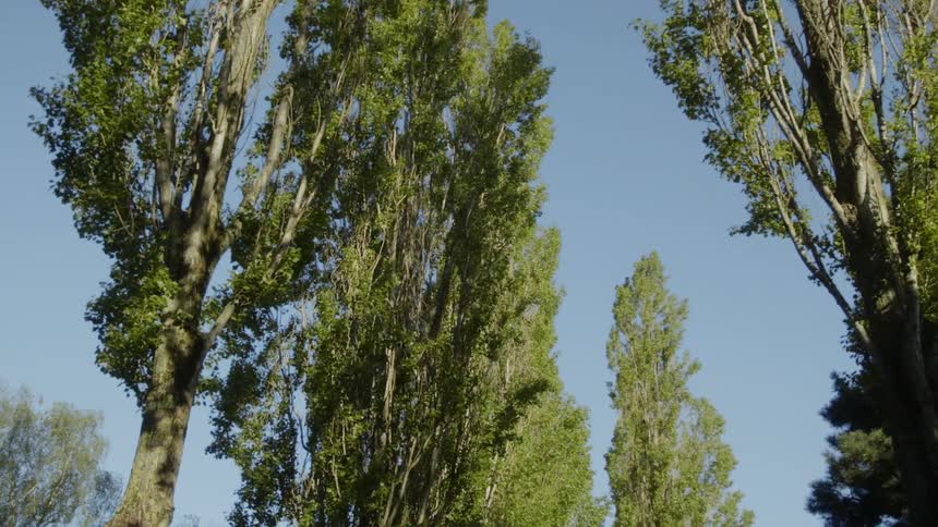 The tall trees partially cover the sunny sky
