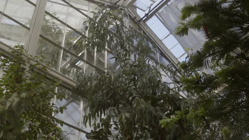 Trees sit in a greenhouse