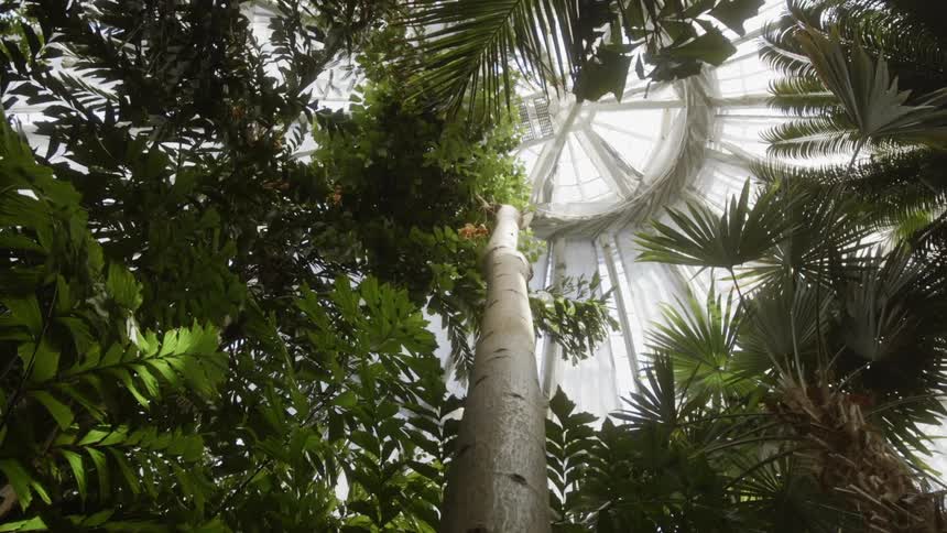 Plants and trees are growing inside a greenhouse in daylight