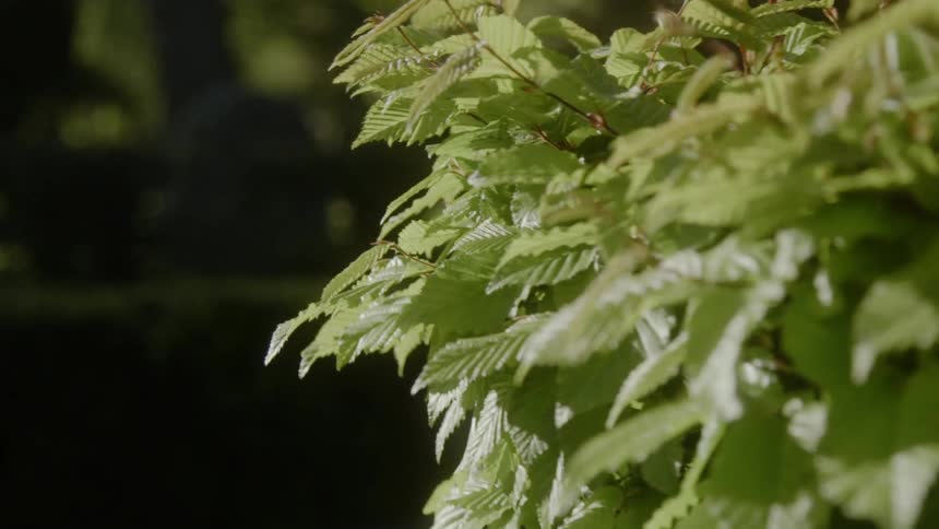 Leaves grow on a hedge