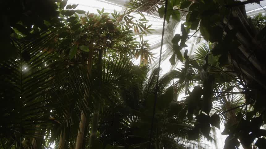 Sunlight is peaking through plant leaves inside a greenhouse during the day