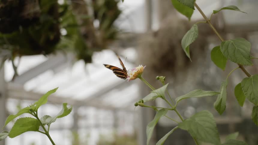 The butterfly crawls on the flower