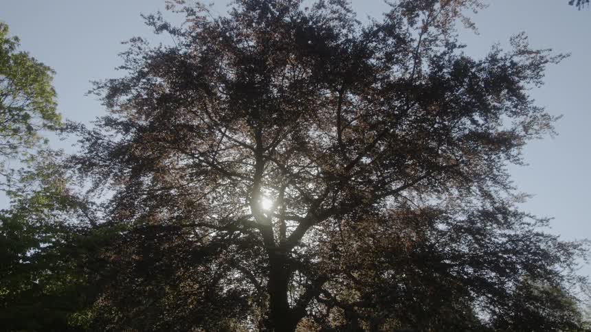 The sun is creeping down through the tree branches