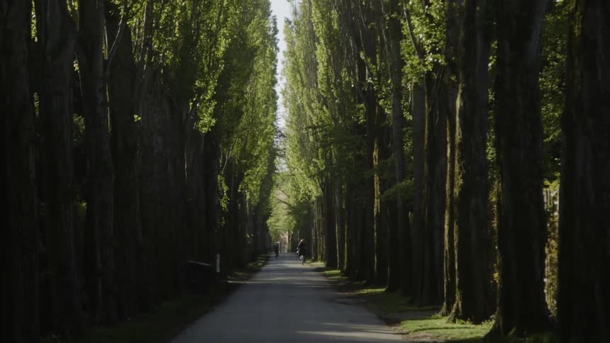 A person is riding a bicycle on a tree-lined path in daylight