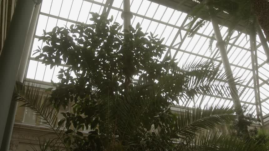 Sun shines through a rooftop down into a tree indoors