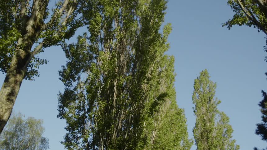 Leaves on trees blow in the wind
