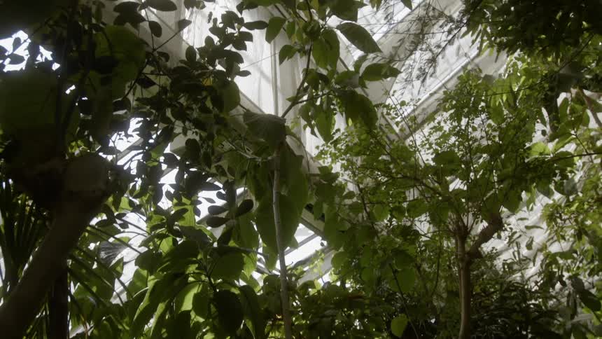 Plants grow in a greenhouse