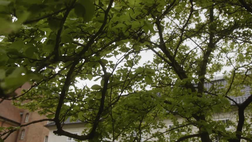 The trees are lined against the large home