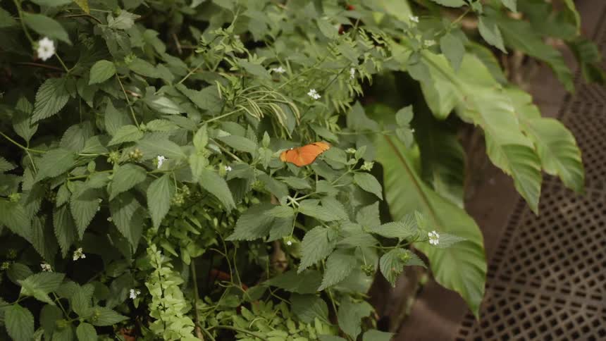 A butterfly rests on a plant