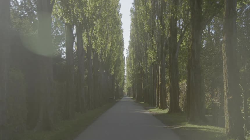 Tall trees line a sidewalk