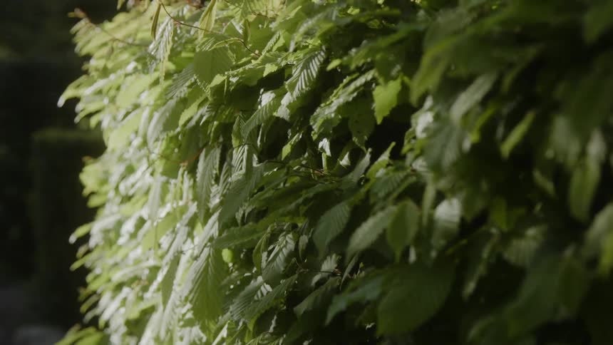 Green leaves cover a hedge