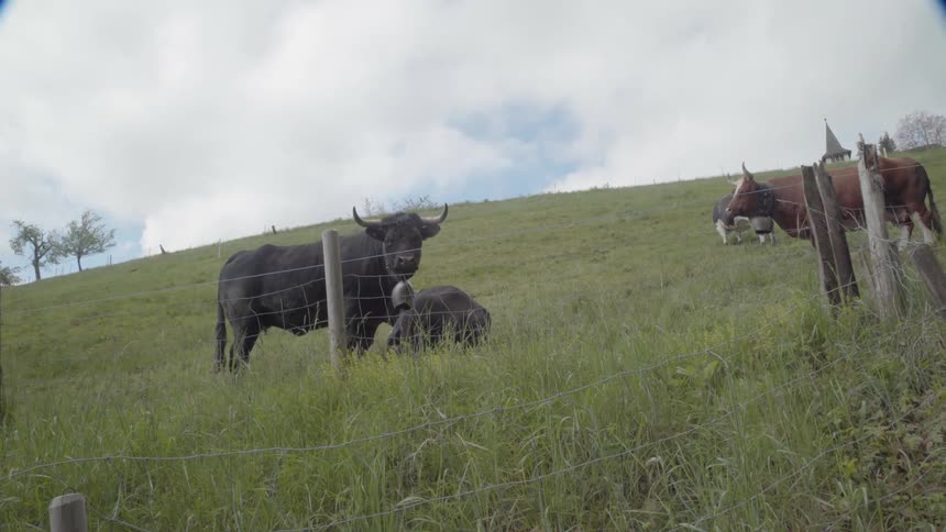 Steer stands with a calf in a grassy field
