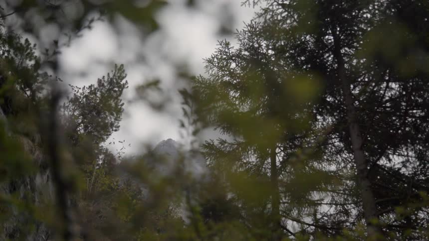 Tall trees cover the landscape
