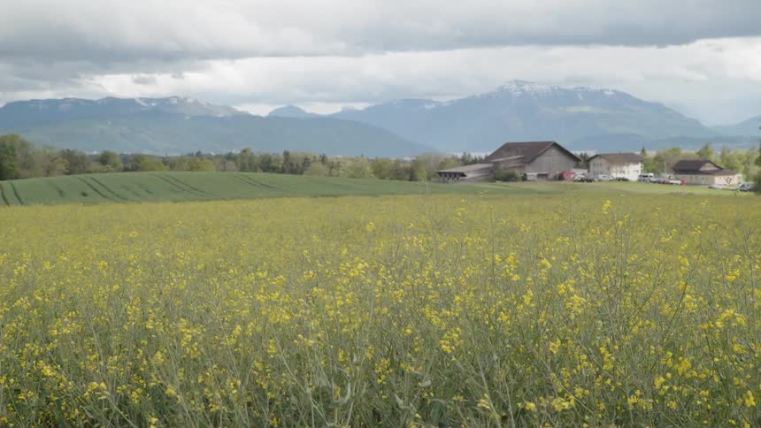 The yellow flowers on the field blow in the wind