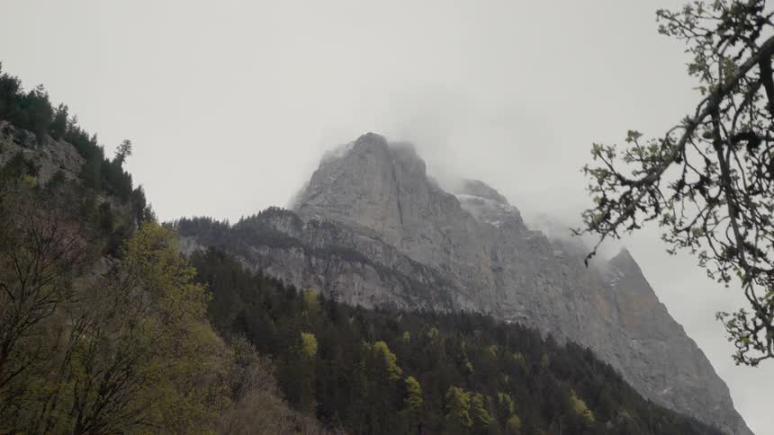 Trees grow on a mountainside