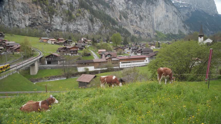 Cows graze near a mountain village