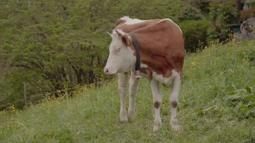 A cow stands in a grassy pasture