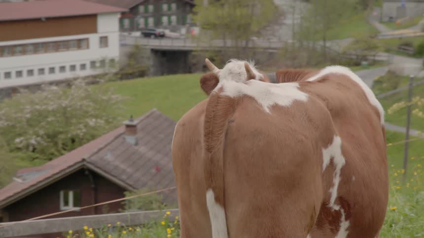 A cow stands in a grassy pasture