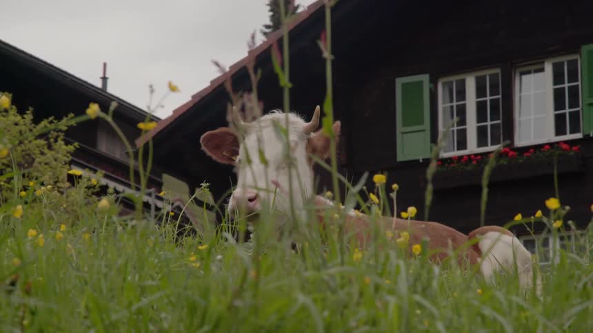 A cow lies on a grassy lawn