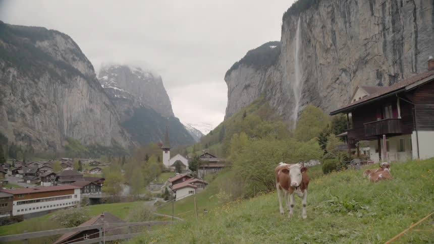 Cows stand on a small hill outside a village in the mountains