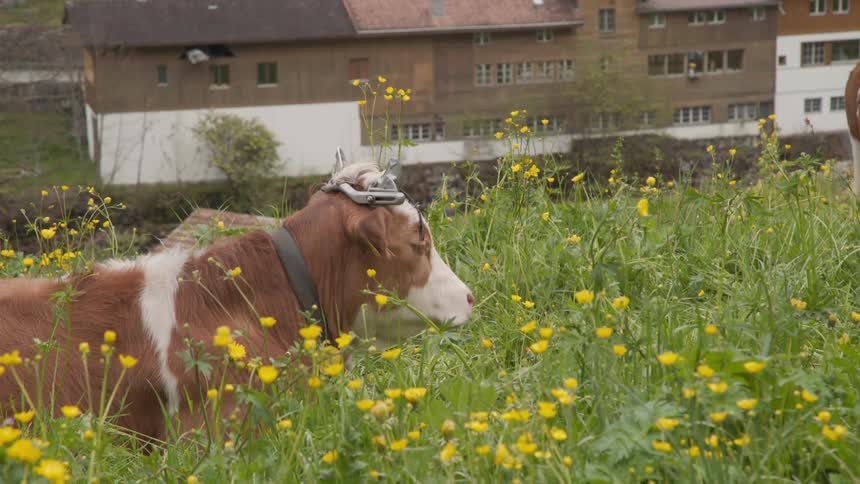 The cow is standing in the tall grass