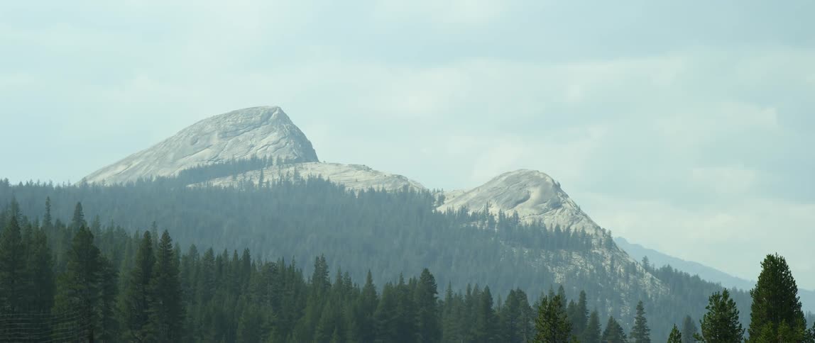 Pine trees grow in mountains