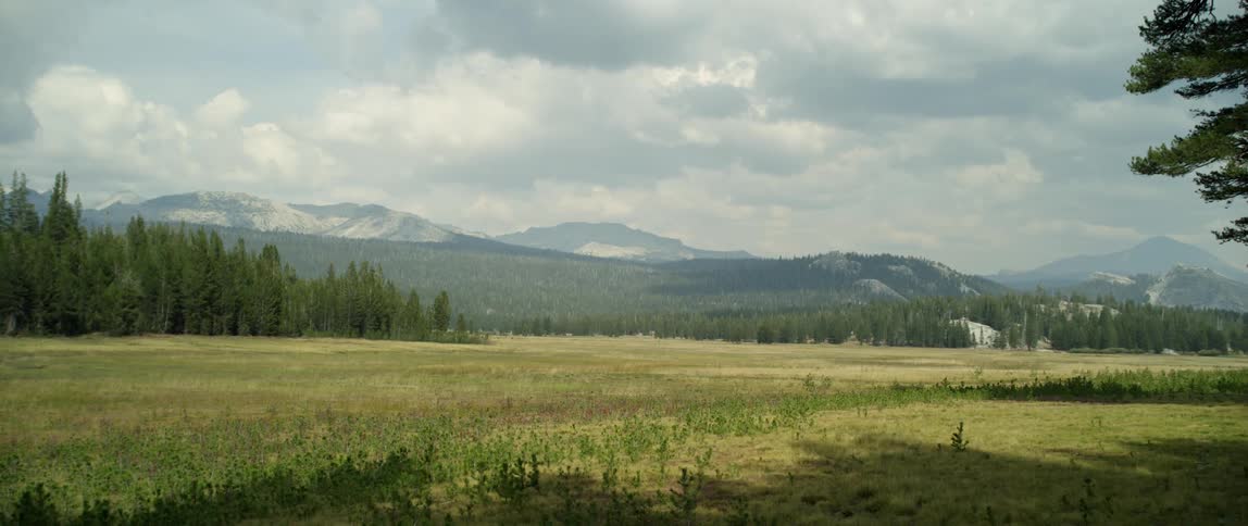 Trees and a field sit under a cloudy sky