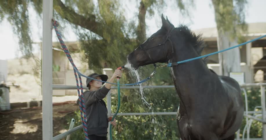 Woman sprays water into a horse's mouth as it is tethered in a small enclosure