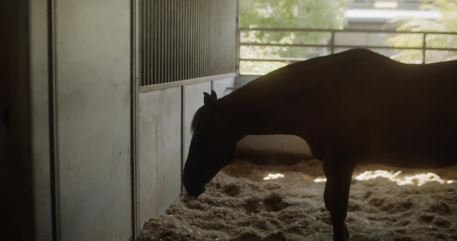 A horse in a stall bends down to the hay