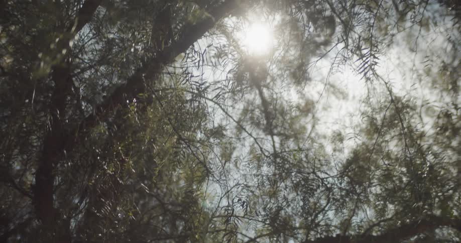 Tree branches sway in the breeze