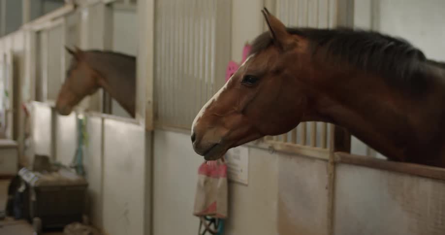 Horses stand in stalls in a barn