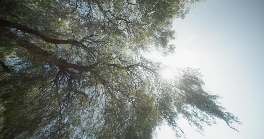 Branches on a tree blow in the gentle breeze under the bright sun