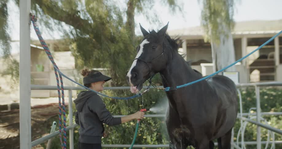 Woman sprays water on a horse as it is tethered in a small enclosure