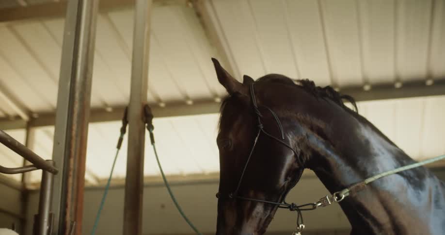 A horse is tethered in a barn